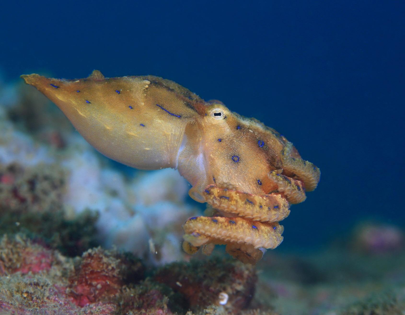Синекольчатый осьминог фото. Hapalochlaena
