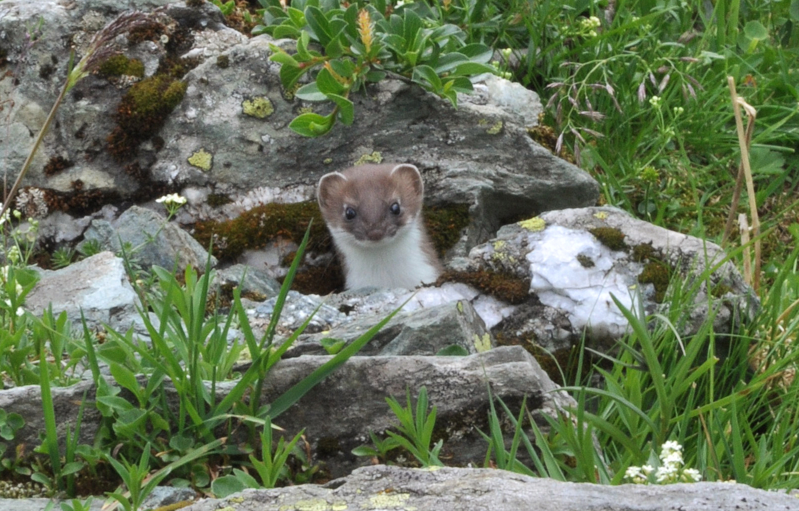 Солонгой фото. Mustela altaica Солонгой фото. Mustela altaica