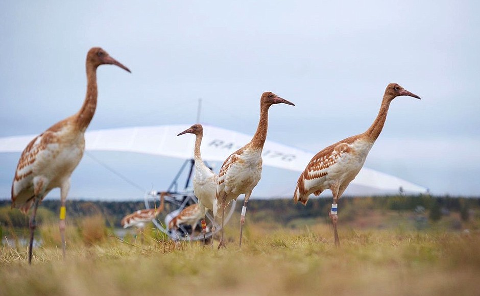Стерх или Белый Журавль фото. Grus leucogeranus Стерх или Белый Журавль фото. Grus leucogeranus