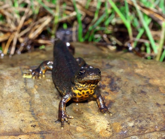 Тритон карелина фото. Triturus karelinii Тритон карелина фото. Triturus karelinii