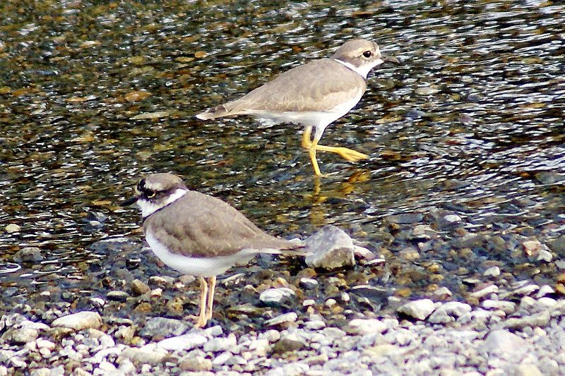 Уссурийский зуек фото. Charadrius placidus Уссурийский зуек фото. Charadrius placidus