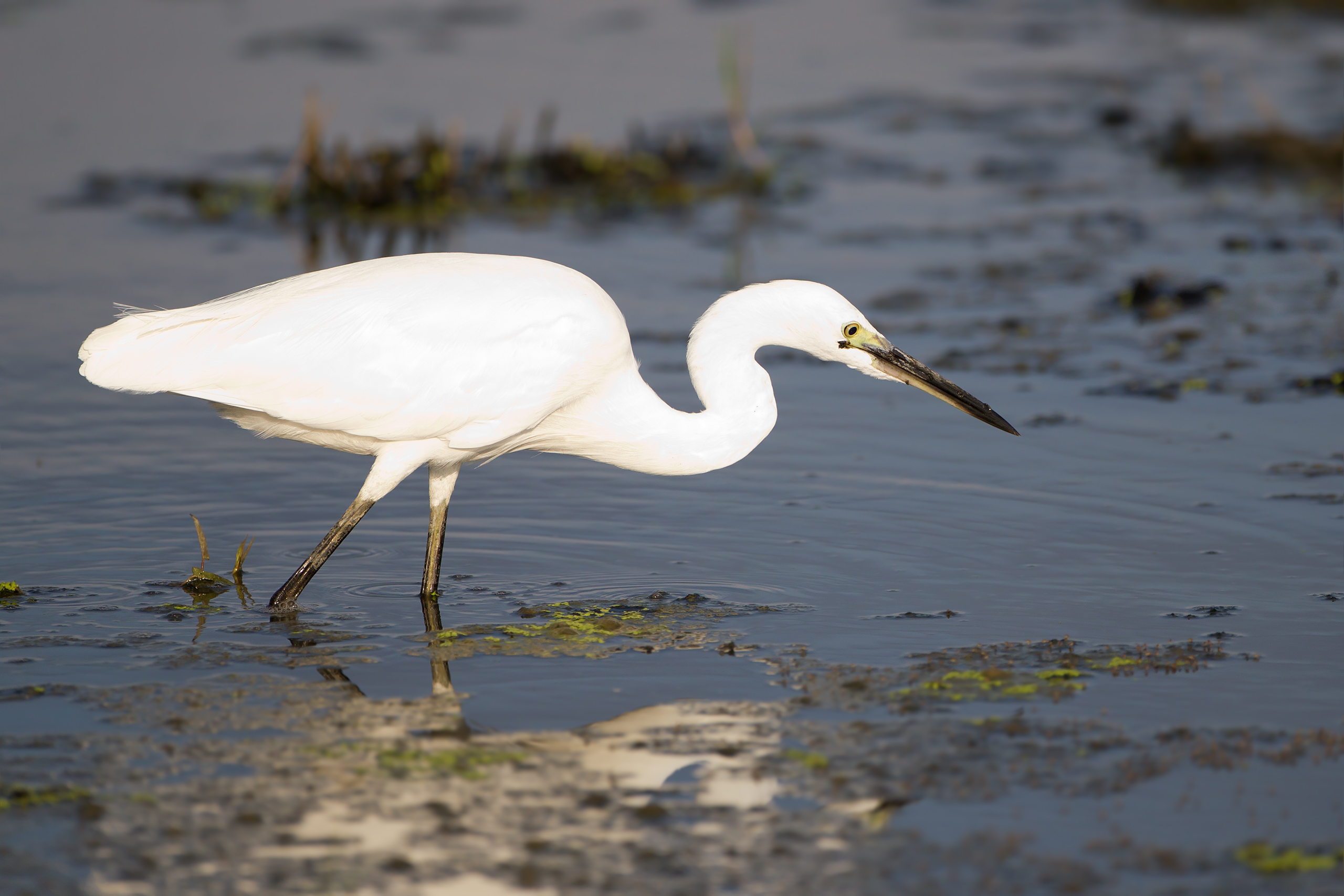 Желтоклювая цапля фото. Egretta eulophotes Желтоклювая цапля фото. Egretta eulophotes