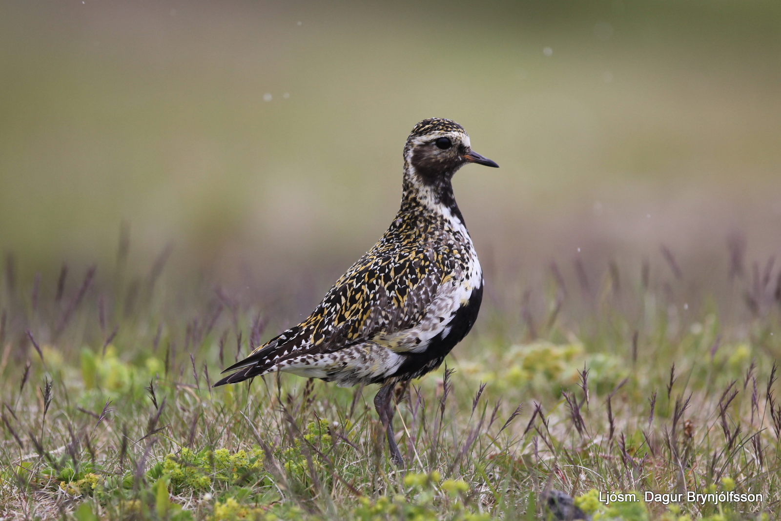 Золотистая ржанка фото. Pluvialis apricaria Золотистая ржанка фото. Pluvialis apricaria