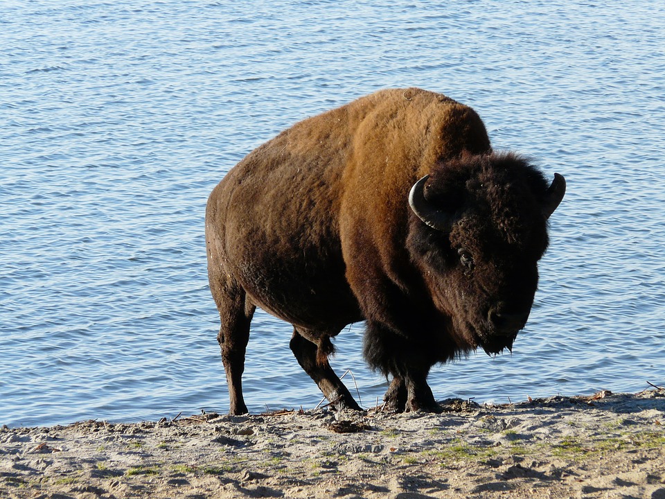 Зубр фото. Bison bonasus Зубр фото. Bison bonasus