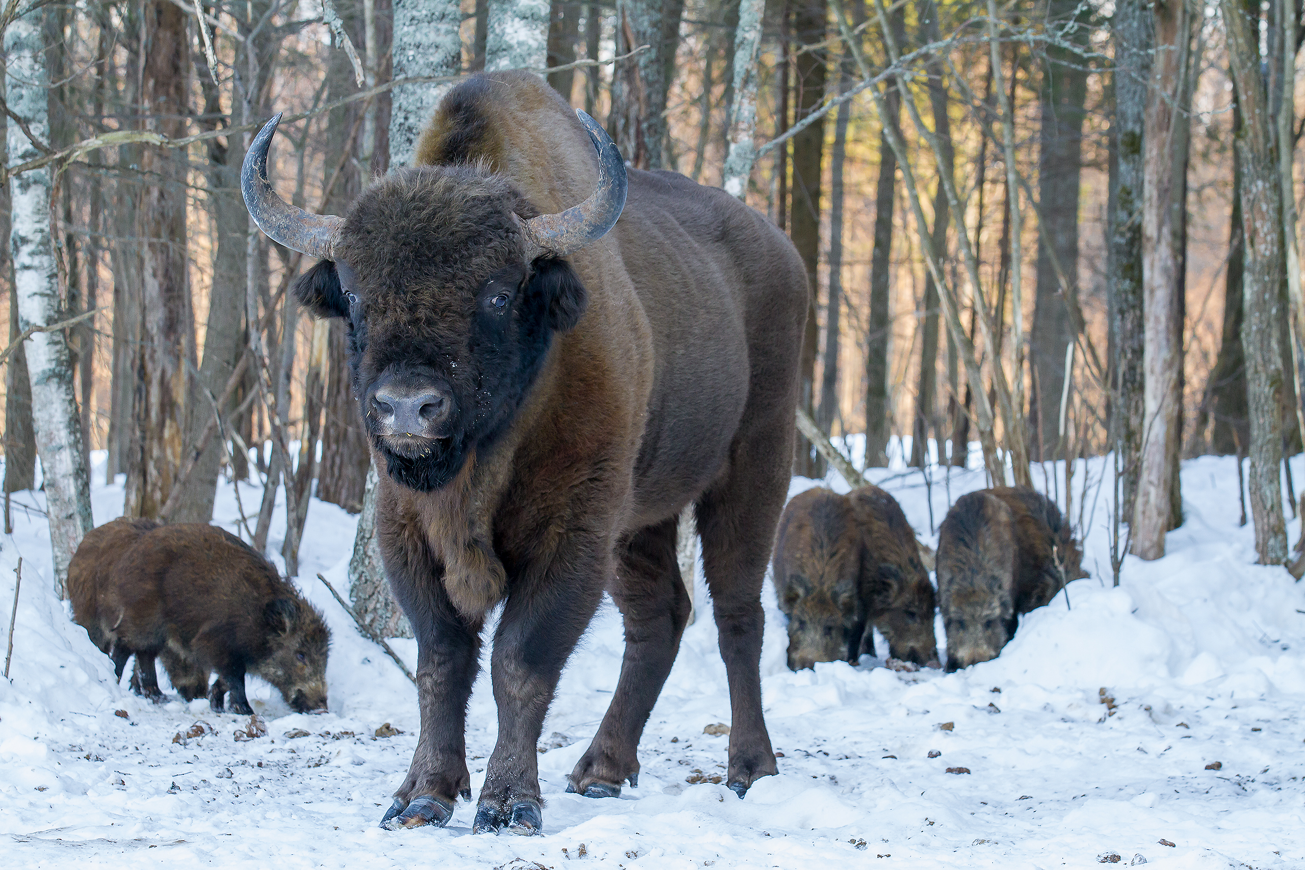 Зубр, беловежский подвид фото. Bison bonasus bonasus Зубр, беловежский подвид фото. Bison bonasus bonasus