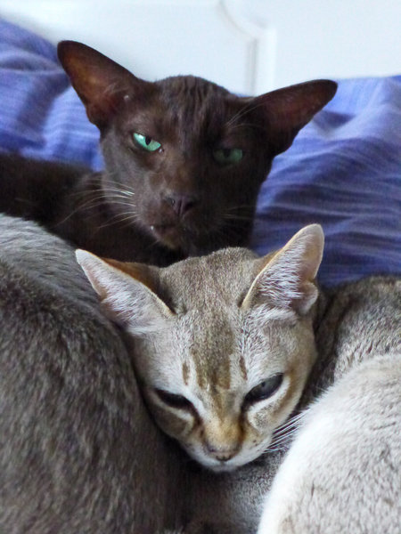 Две кошки фото