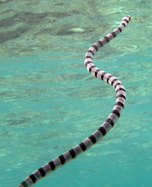 Морские змеи фото. Hydrophiinae