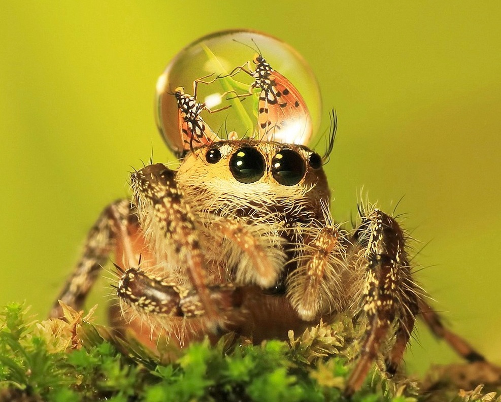 паук скакунчик фотография с капелькой