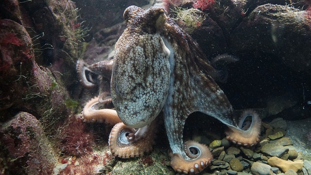 Головоногие. Фото осьминога