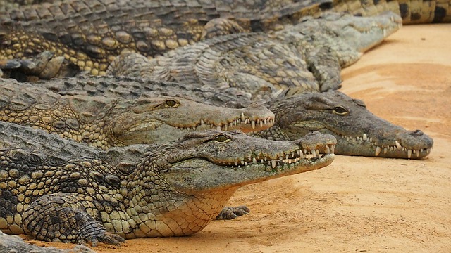 Настоящие крокодилы фото рептилий