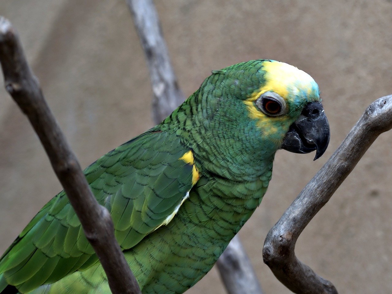 Амазон попугай фото