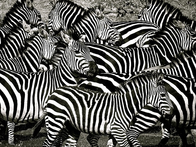 Группа зебр фото