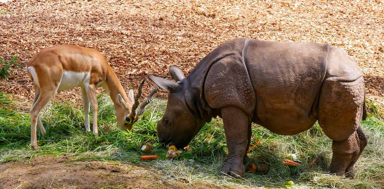 Носорог ест фото