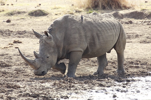 Носорог в грязи фото