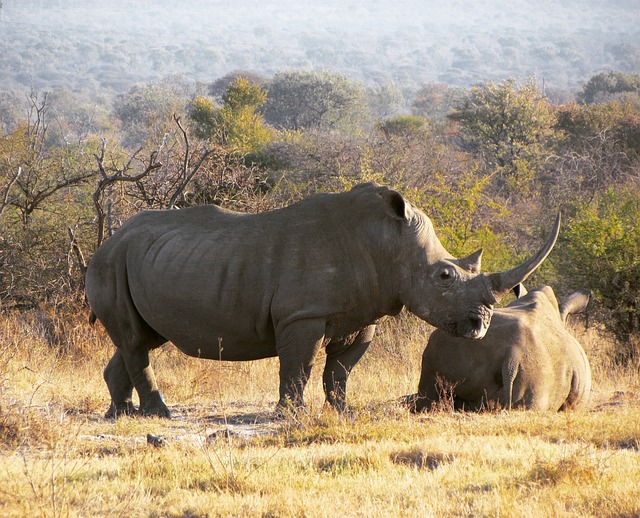 Рог носорога фото