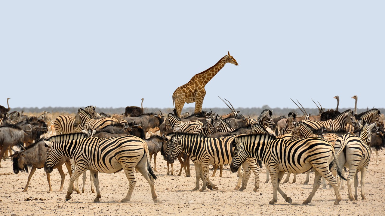 Зебры и другие животные фото