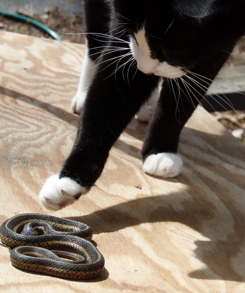 Кошка и змея фото