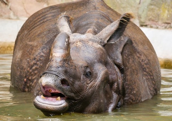Носорог с открытым ртом фото