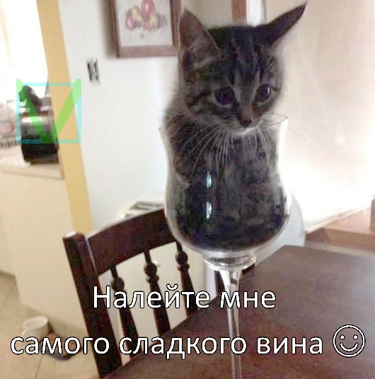 котик-жидкость кошка-жидкость фото