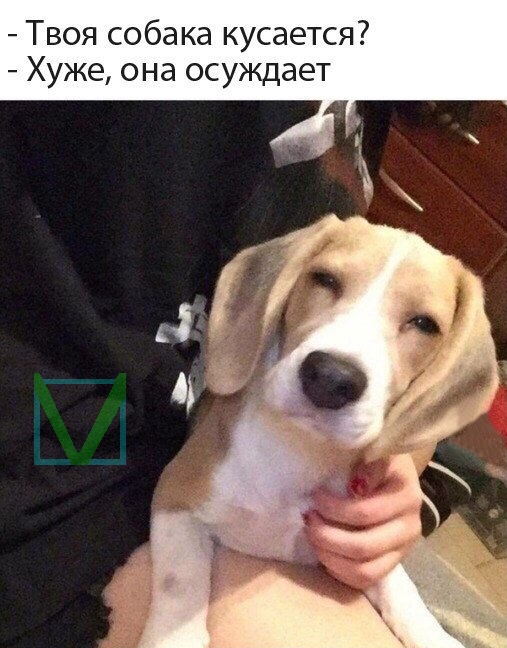 прикол с собакой