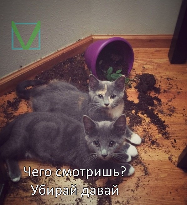 котики хулиганы котики хулиганы фото