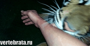 тигр кусается тигр кусается гиф