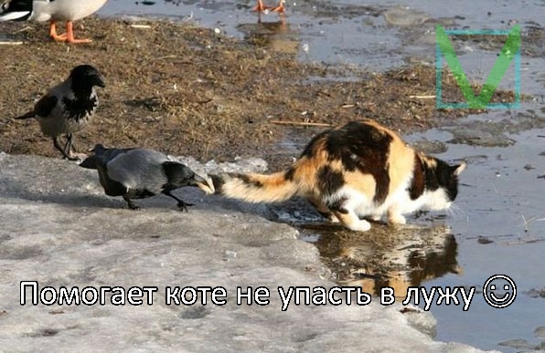 ворона и кошка ворона и кошка фото