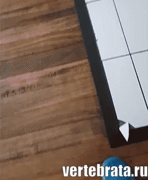 кошка беспределит кошка хулиган гиф