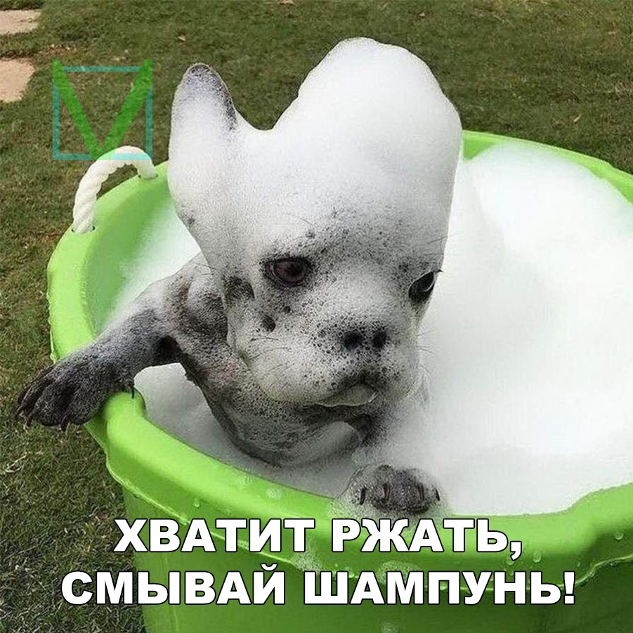 Собака в пене Собака в пене фото
