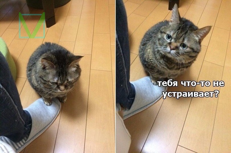 Наглый кот Наглый кот фото прикол