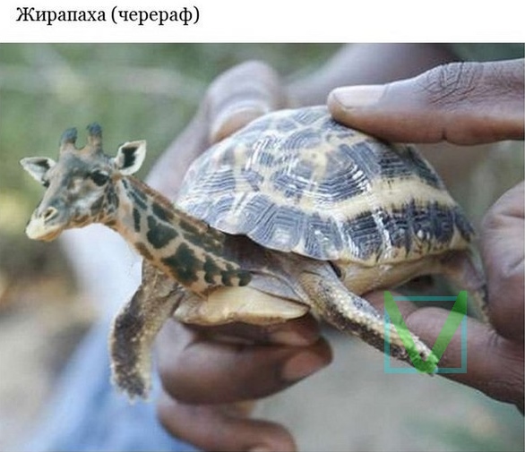 Черепаха и жираф Черепаха и жираф прикол фото