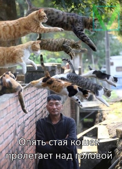 летающие кошки летающие кошки фото