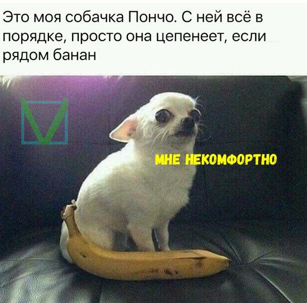 собака и банан собака и банан фото