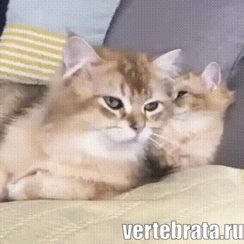 кошки зевают кошки зевают гиф прикол