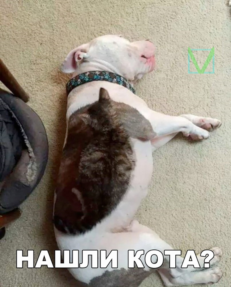 Приколы с животными 4. Изображение 1 Приколы с животными 4. Фото 1