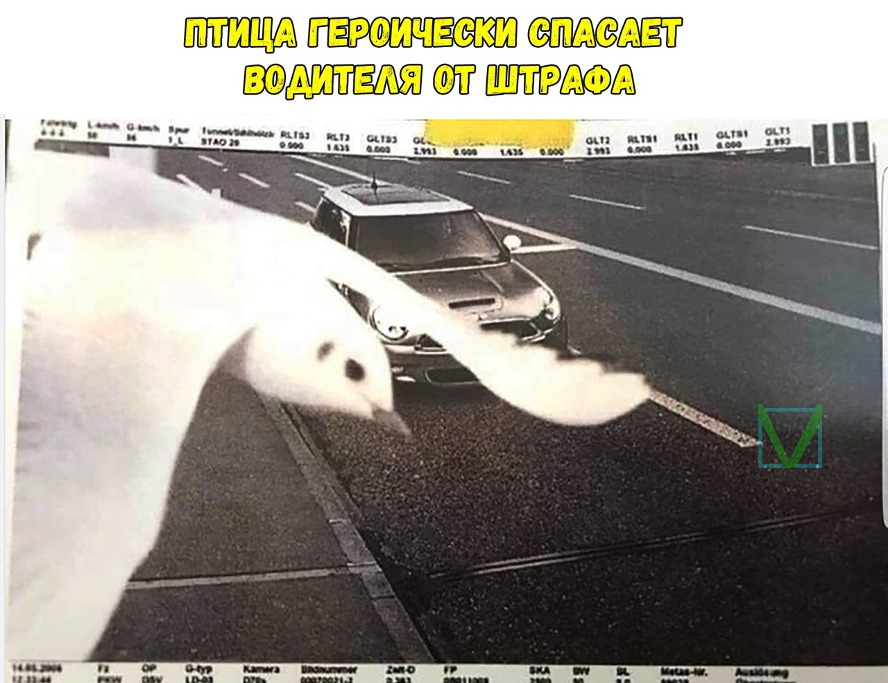 Приколы с животными 4. Изображение 11 Приколы с животными 4. Фото 6