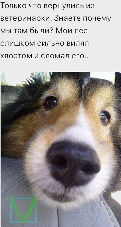 Приколы с животными 4. Изображение 13 Приколы с животными 4. Фото 7