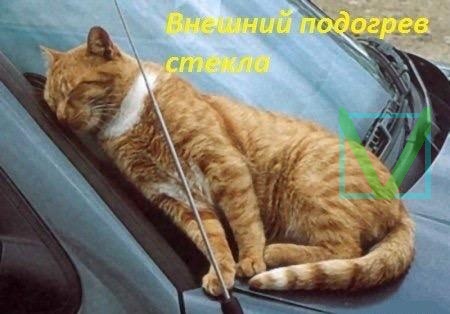 Приколы с животными 4. Изображение 15 Приколы с животными 4. Фото 8