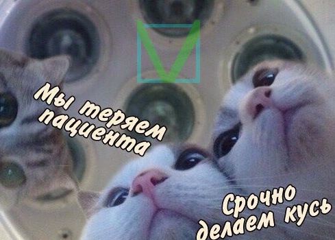 Приколы с животными 4. Изображение 3 Приколы с животными 4. Фото 2