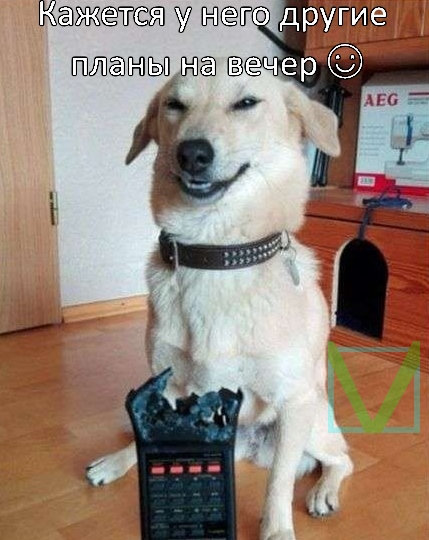 Приколы с животными 4. Изображение 5 Приколы с животными 4. Фото 3
