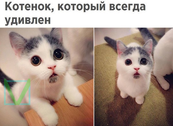 Приколы с животными 4. Изображение 9 Приколы с животными 4. Фото 5
