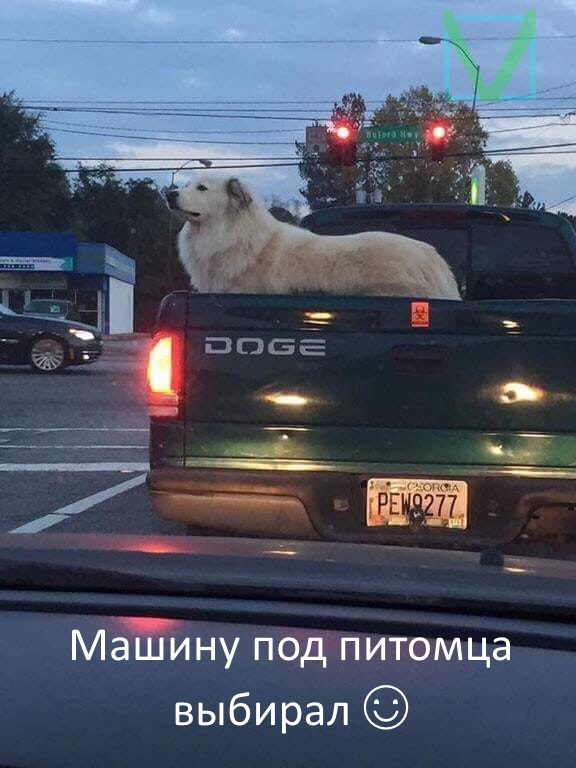 Приколы с животными 5. Изображение 11 Приколы с животными 5. Фото 6