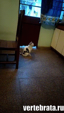 Приколы с животными 5. Изображение 14 Приколы с животными 5. Гиф 7