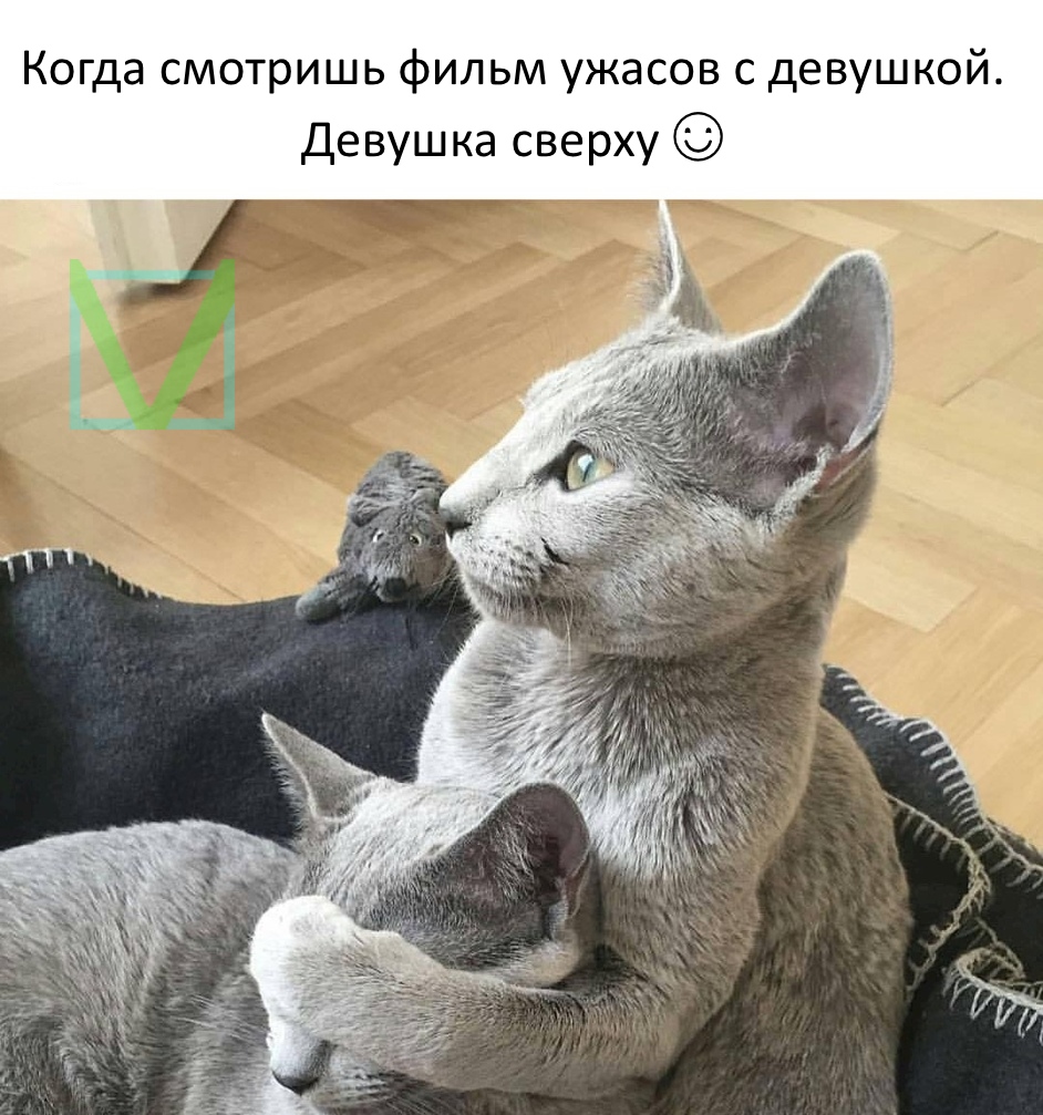 Приколы с животными 5. Изображение 3 Приколы с животными 5. Фото 2