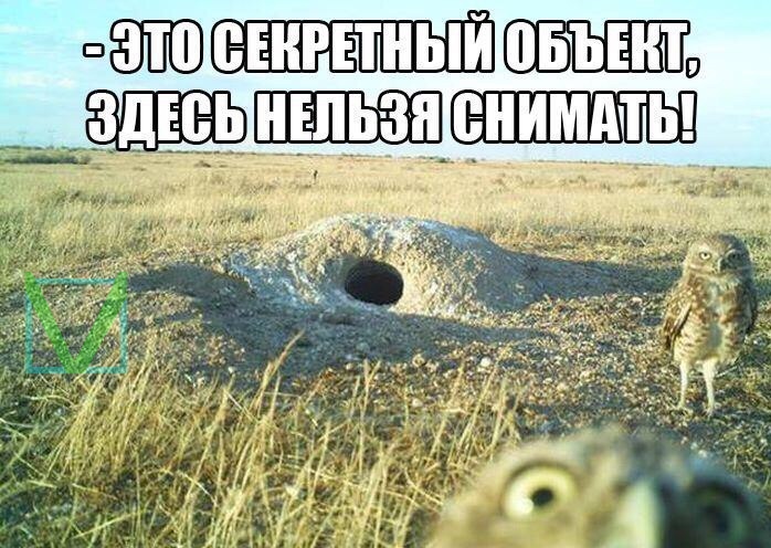 Приколы с животными 5. Изображение 5 Приколы с животными 5. Фото 3