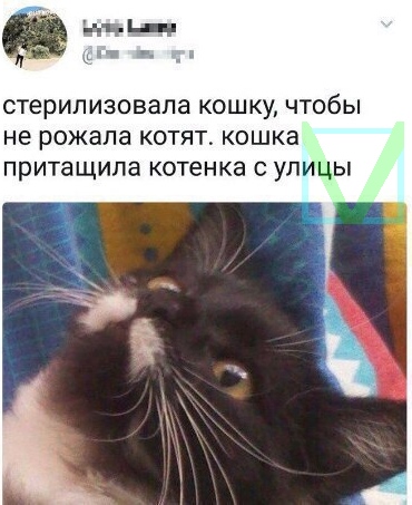 Приколы с животными 5. Изображение 9 Приколы с животными 5. Фото 5