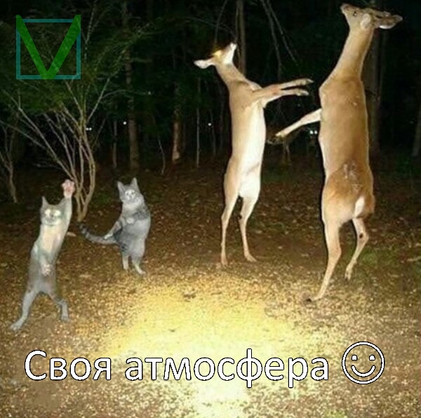 Приколы с животными 6. Изображение 1 Приколы с животными 6. Фото 1