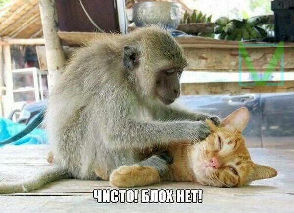 Приколы с животными 6. Изображение 11 Приколы с животными 6. Фото 6