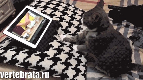 Приколы с животными 6. Изображение 12 Приколы с животными 6. Гиф 6