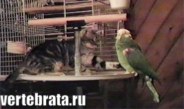 Приколы с животными 6. Изображение 2 Приколы с животными 6. Гиф 1
